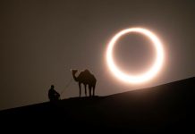 Cum reactioneaza animalele in timpul unei eclipse totale de soare?